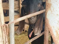 Արու այծ, Kamori goats — լուսանկար 4