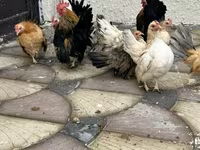 Chickens — Foto 3
