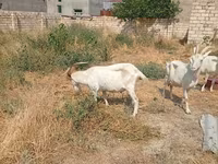 Էգ այծ, Saanen goat — լուսանկար 7