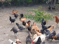 Chickens — 4-сурет