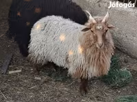 Қой, Racka sheep — 3-сурет
