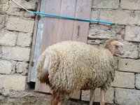 Ոչխար, Ոչխարներ — լուսանկար 4