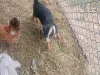 Արու այծ, Nubian Goat — լուսանկար 3