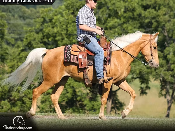 Ձի, Palomino