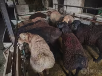 Խոյ, Edilbay sheep — լուսանկար 8