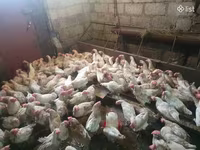 Chickens — Foto 3