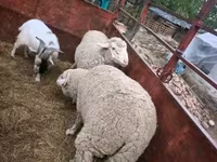 Խոյ, Ոչխարներ — լուսանկար 1