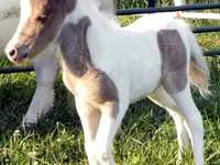 Ձի, Miniature horse — լուսանկար 8
