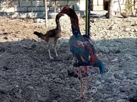 Chickens — photo 3