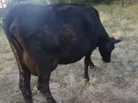 母牛, Red Polled Cow — 照片 2