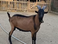Cabro, Alpine goat — foto 2