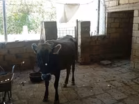 Vaca, Cebú de Azerbaiyán — foto 3