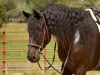 公马, Friesian — 照片 8