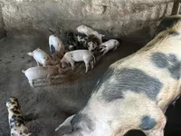Sow, Pigs — photo 1