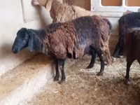 Ram, Jaidara sheep — photo 1