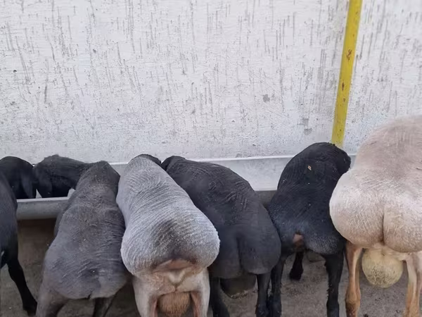 Խոյ, Arashan sheep