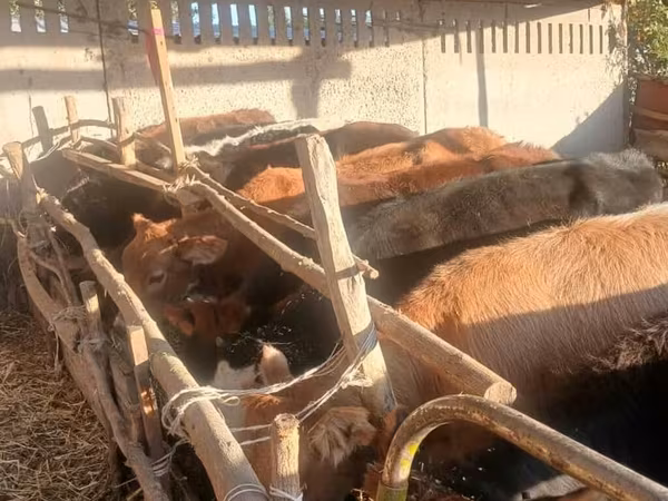Vaca, Ganado vacuno