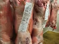 Խոյ, Beltex sheep — լուսանկար 4