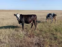 Cow, Simmental cattle — photo 3