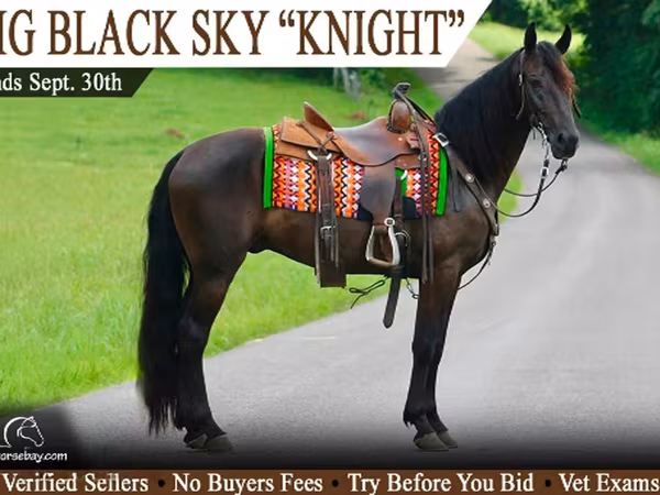 Ձի, Tennessee Walking Horse