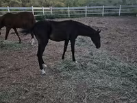 حصان, Akhal-Teke — الصورة 2