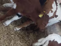Bull, Simmental cattle — photo 6