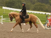 Hengst, Quarter Horse — Foto 7