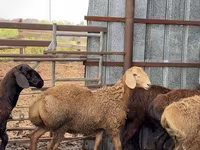Խոյ, Arashan sheep — լուսանկար 7