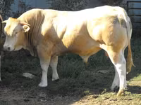 Ցուլ, Blonde d’Aquitane cattle — լուսանկար 1