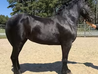 Էգ ձի, Percheron — լուսանկար 2
