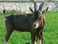 Էգ այծ, Toggenburg goat — լուսանկար 2