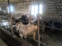 Խոյ, Ոչխարներ — լուսանկար 2