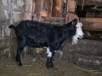Էգ այծ, Kamori goats — լուսանկար 1