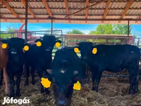 母牛, African Buffalo — 照片 1