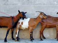 Ешкі, Nubian Goat — 6-сурет
