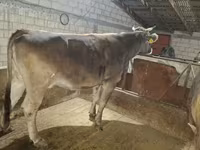 Cow, Holstein breed — photo 2