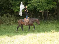 Ձի, Racking Horse — լուսանկար 3