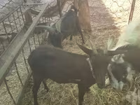 Ешкі, Murcia-Granada goats — 4-сурет