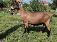 Էգ այծ, Alpine goat — լուսանկար 1