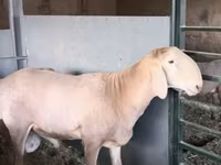 मेढ़ा, Arashan sheep — फ़ोटो 4