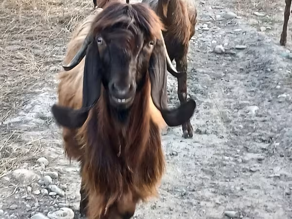 Ешкі, Damask goat
