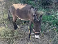 Mare, Horses — photo 2