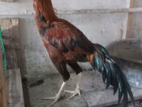 Chickens — լուսանկար 3