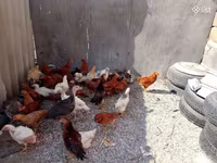 Chickens — الصورة 2