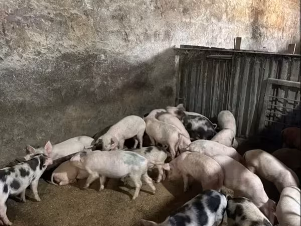 Verro, Дюрок