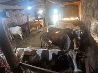 Cow, Cattle — photo 4