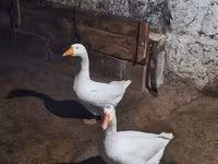 Geese — photo 3