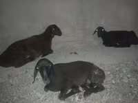 Ոչխար, Karakul sheep — լուսանկար 3