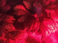 Quails — Foto 8