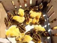 Quails — foto 1